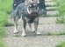 5 month old French bulldog kc reg
