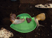 Giant African Land Snails and Set Up