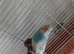 Budgies for sale