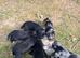 Working Cocker Spaniel Puppies