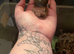 2 giant African land snails