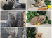Stunning Blue&Cream Tortie Female for Sale
