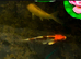 Koi