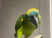 Amazon blue