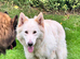 Female German Shepherd