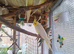 Lutino cockatiel