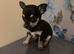 Small Chorkie pups for sale
