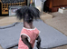 Wanted hairless chinese crested or x for company