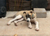 Lurcher pup