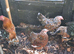 BANTAM PEKIN/MILLEFLEUR Trio