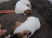Jack Russell puppies