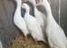 Quartet of white runner ducks