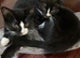 Beautiful Scottish Folds and Scottish Straights