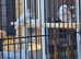 Quality zebra finches