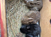 2 left now. Lovely Netherland dwarf baby rabbits.