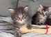 READY NOW ACTIVE TICA REGISTERED MAINE COON KITTENS