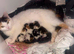 Black and white kitten last one left from litter of 7