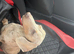 Dachshund for a new loving home