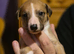 KC Reg Whippet Puppies