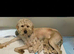 Goldendoodle Puppys for sale 2 girls left