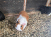 Adult male guinea pigs