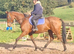 Smart big gelding