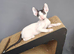 Cornish Rex Kittens Available for Reservation