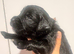 Stunning Ultra Bernedoodle puppies