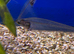 Thai Glass Catfish (Kryptopterus bichirrhis)