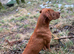 Beautiful KC Reg Dark Red Working Labrador Puppies