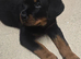 Rotweiler puppy