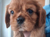 Cavalier King Charles spaniel puppies last 2 Ruby boys ready to leave now