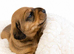 Beautiful Miniature Dachshunds