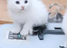 Stunning Male kittens available