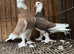 FANCY WEST OF ENGLAND TUMBLERS PIGEONS