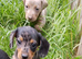 Smoothed hair dachshund miniature