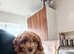11 week old male cockapoo