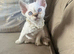 GCCF Devon Rex Kittens