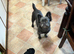 Ziggy is urgently looking for a new home