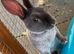 Rex rabbit mini