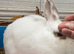 Female rabbit
