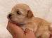 Korean Maltipoo puppies available