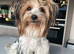 Beautiful Biewer Yorkshire Terrier Puppies – Standard Size