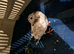 Diamond Grizzle Pigeon