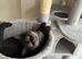 British and Scottish Fold kittens
