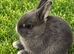 Blue Otter Netherland Dwarf Doe