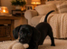 Stunning black dachshund boy