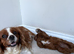 Cavapoo puppy’s