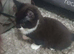 little kittens to give away