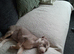 Bully lurcher